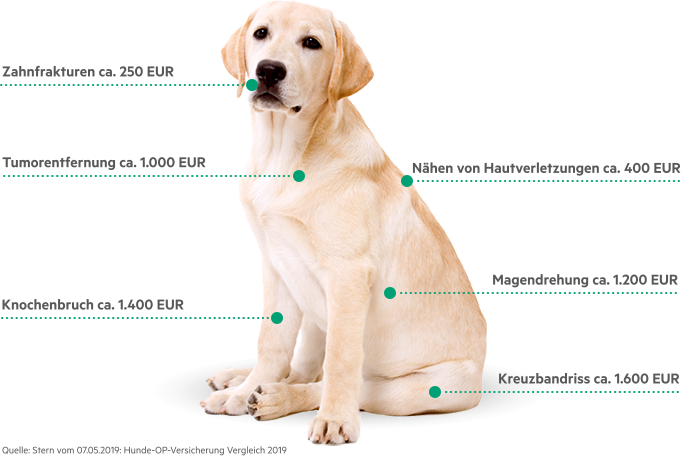 Hunde-OP - Infografik