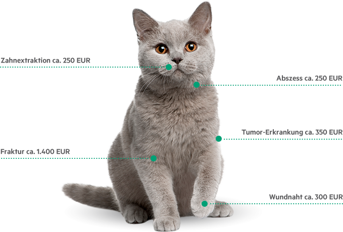 Katzen-OP - Infografik