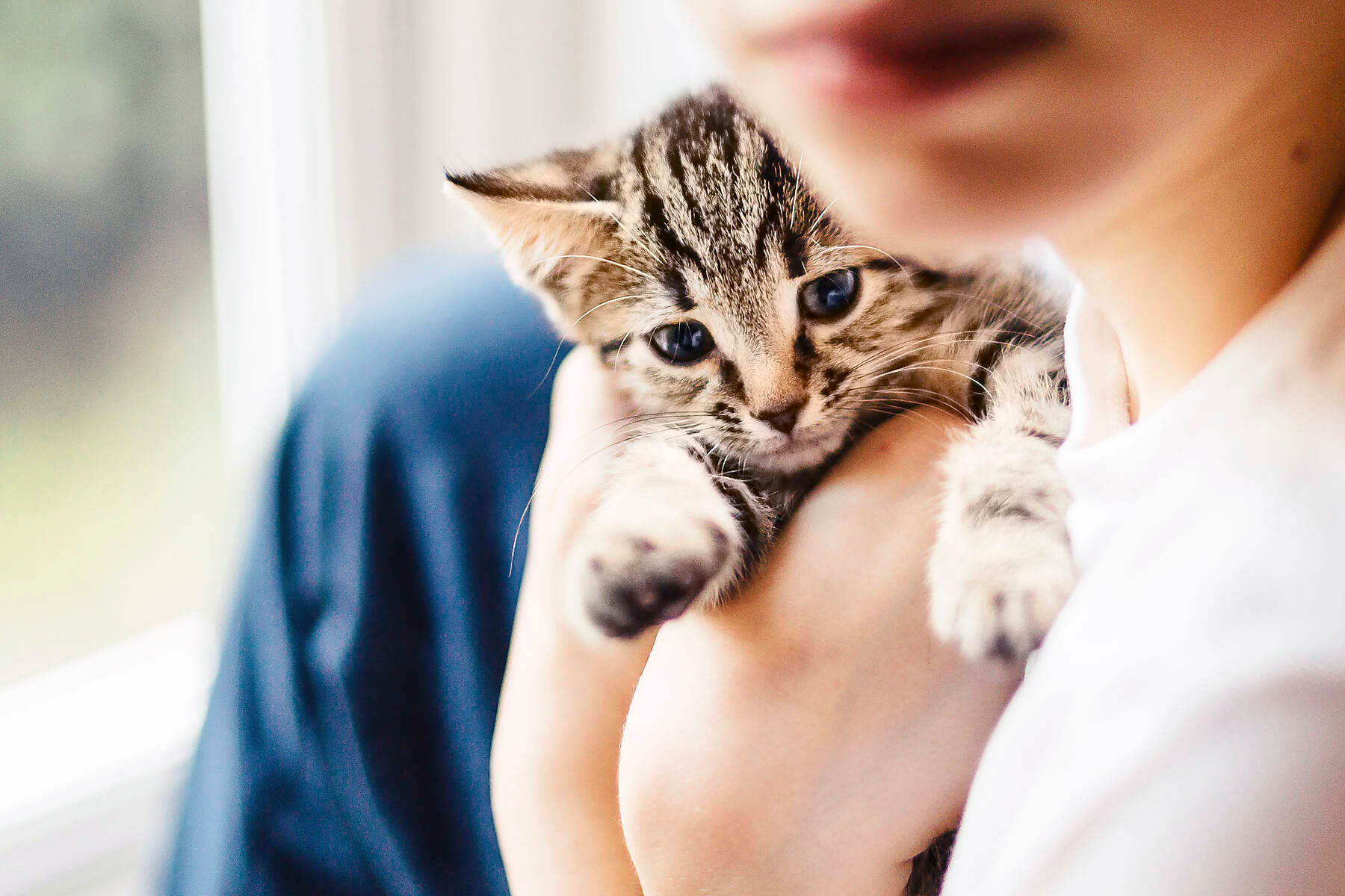 Katzen-OP Versicherung