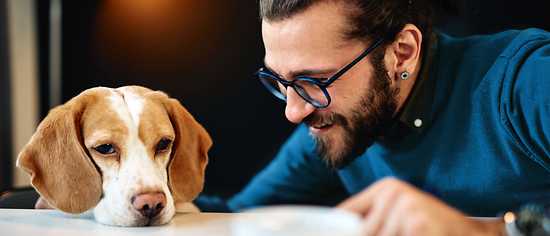 Bürohund - Infos & Tipps zum Hund im Büro | HanseMerkur