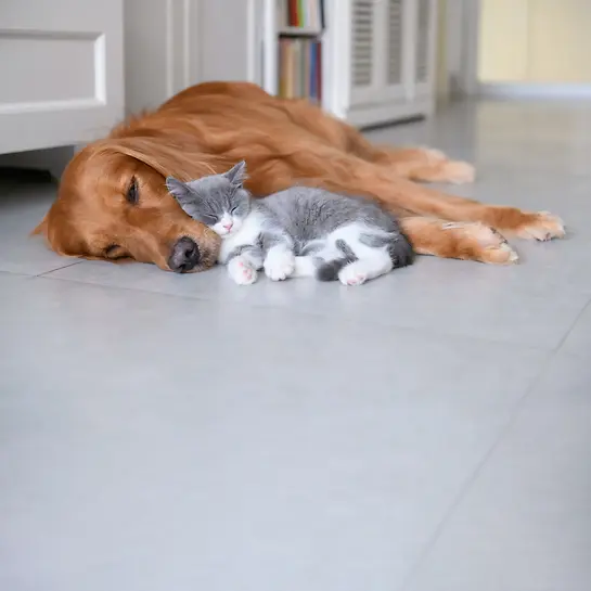 Hund und Katze kuscheln - Tierkrankenversicherung