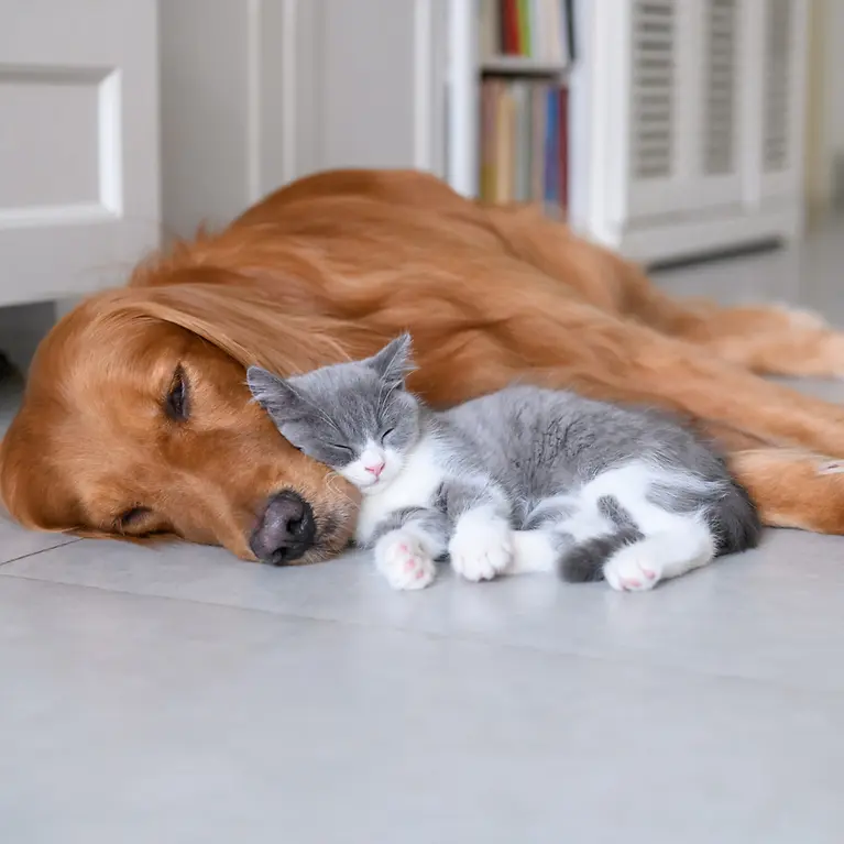 Hund und Katze kuscheln - Tierkrankenversicherung