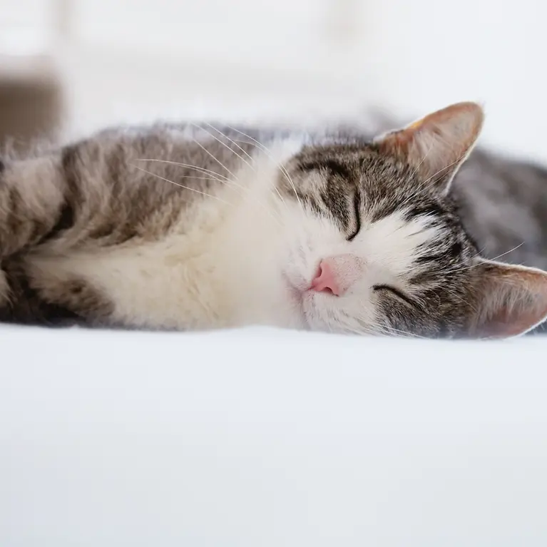 Katze schläft auf dem Sofa - Katzenversicherung