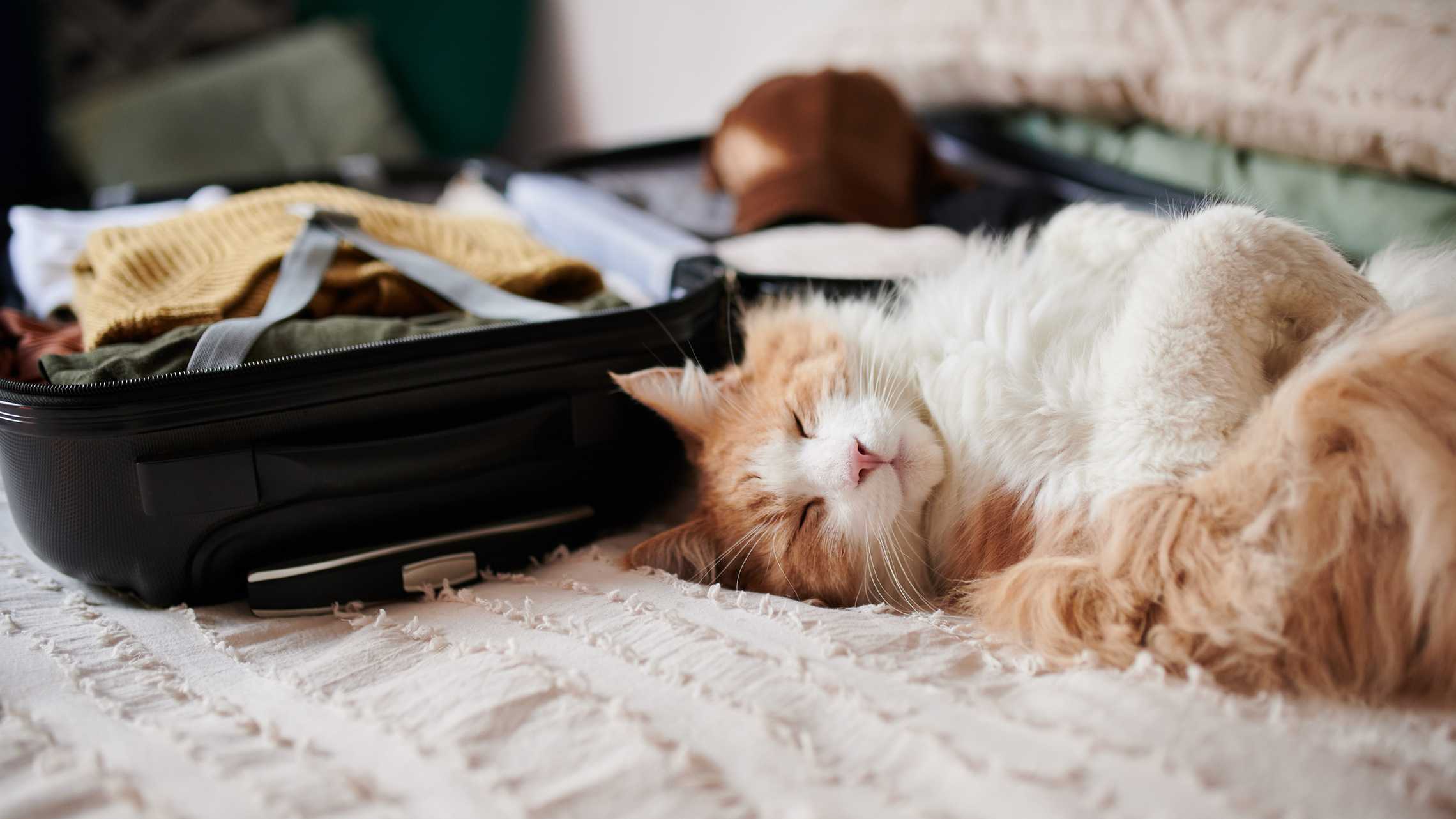 Urlaub mit Katze HanseMerkur