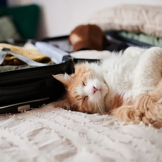 Koffer und Katze - Urlaub mit Katze