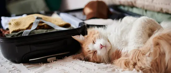 Koffer und Katze - Urlaub mit Katze