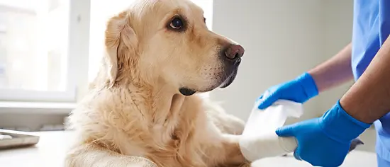Tierarztkosten für den Hund