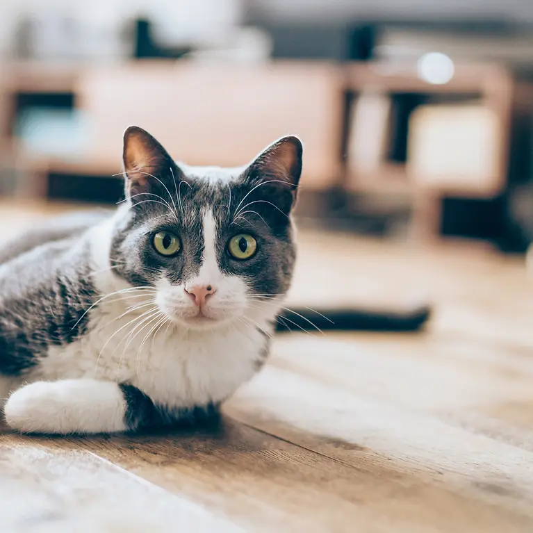 Katzen10