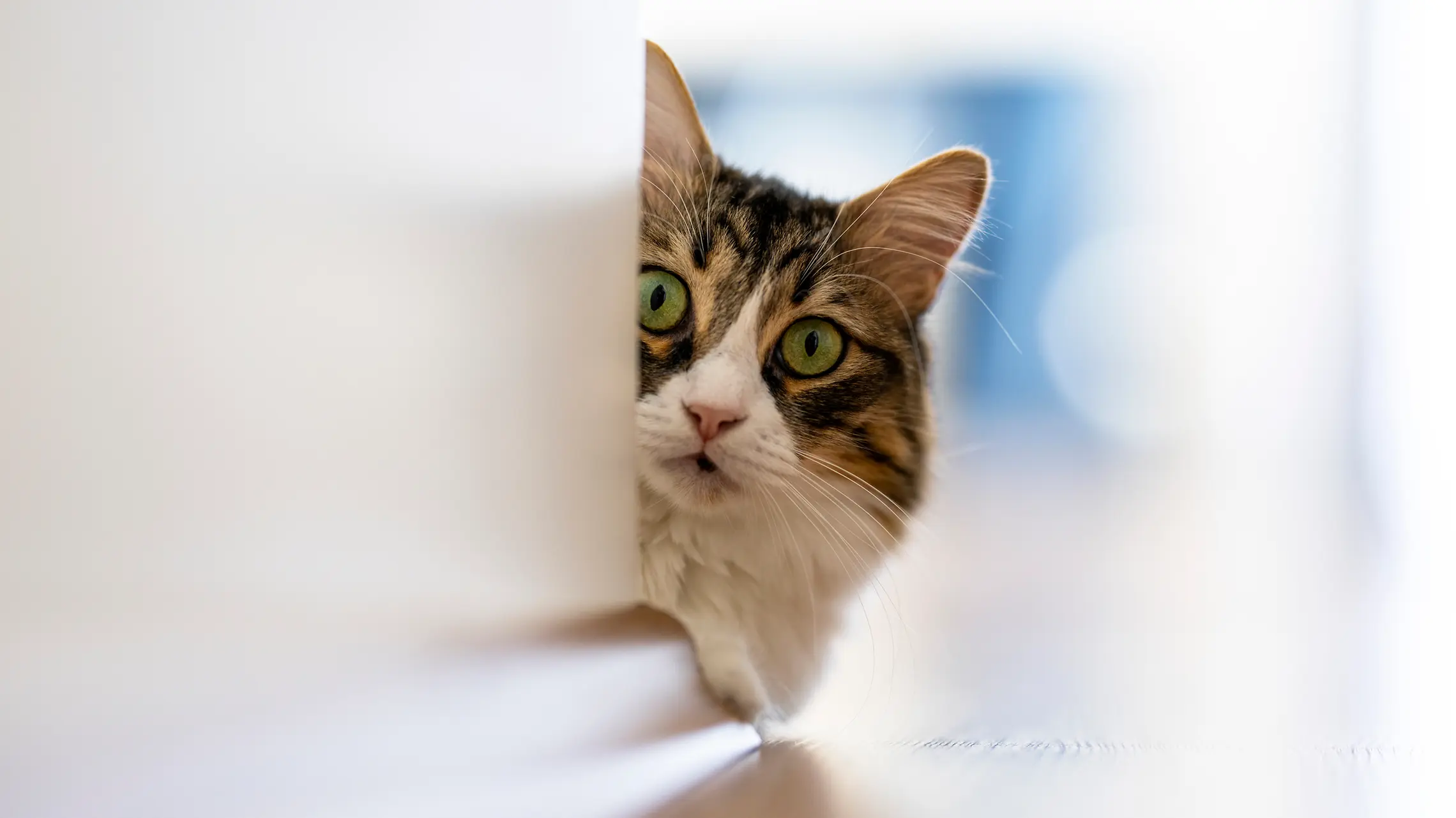 Katze eingewöhnen Katzen zusammenführen