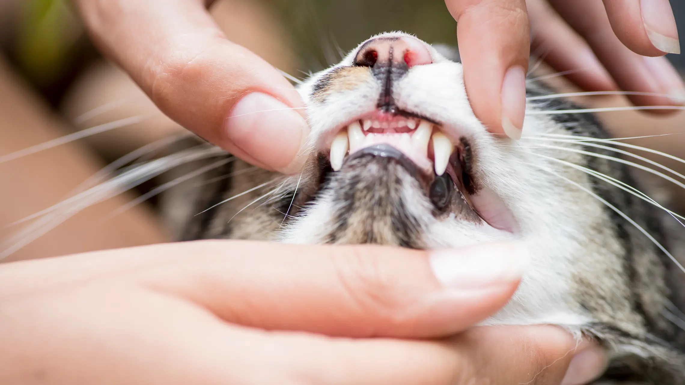 Zahnstein bei Katzen Symptome, Behandlung & Kosten HanseMerkur