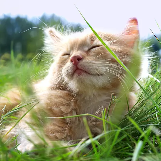 Katze chippen lassen