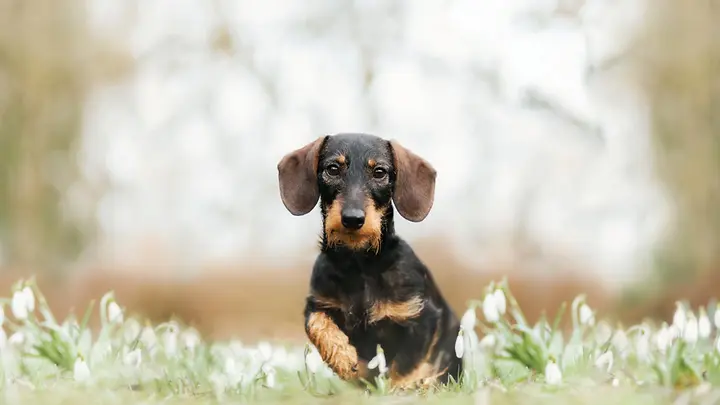 IST_1362904298_preview