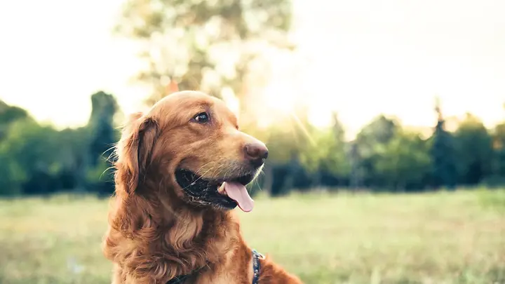 IST-505823546_preview