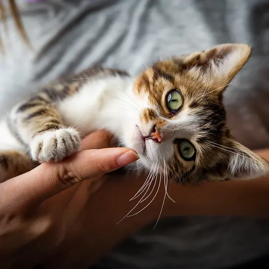 Katzennamen: Kätzchen auf dem Arm