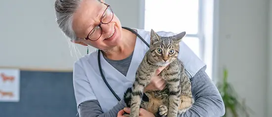 Vorsorgeuntersuchungen für Katzen