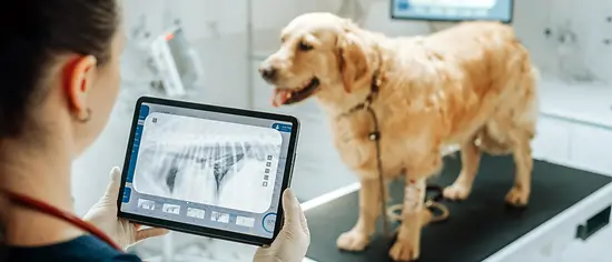 Röntgen beim Hund