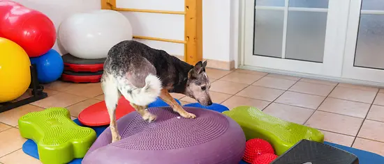 Physiotherapie bei Hunden