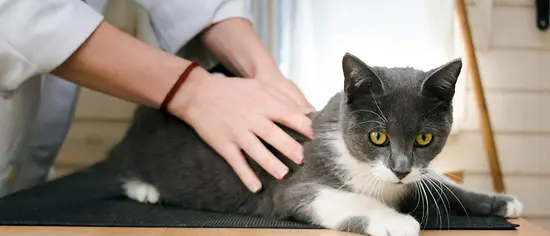Physiotherapie bei Katzen