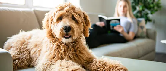 Golden Labradoodle auf der Couch - Labradoodle versichern