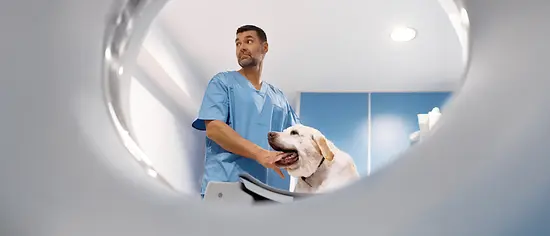 MRT beim Hund