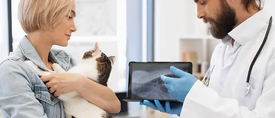MRT bei Katzen