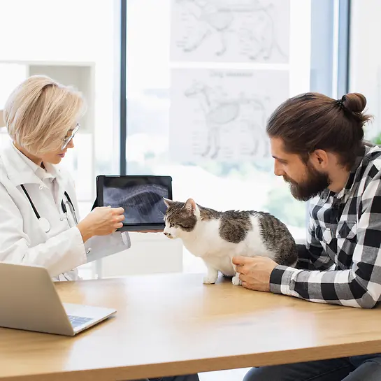 CT bei der Katze