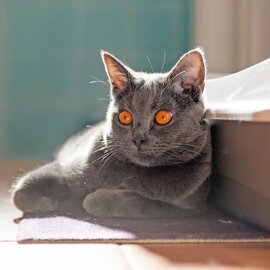 Chartreux Katze