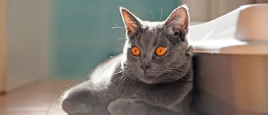 Chartreux Katze