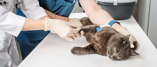 Blutuntersuchung Katze