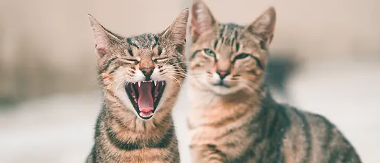 Zwei getigerte Katzen zusammenführen