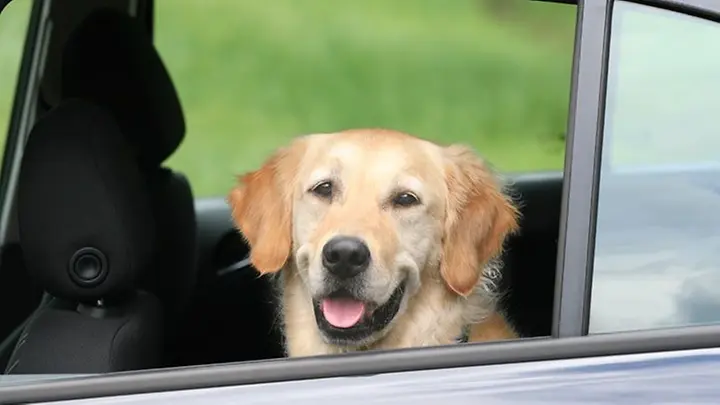 Gefahrenquelle Hitze im Auto