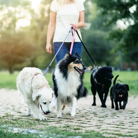 Hunde an der Leine