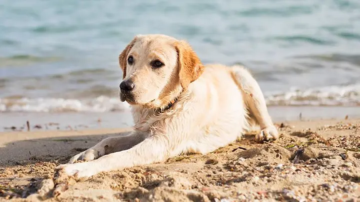 Content Hund im Urlaub