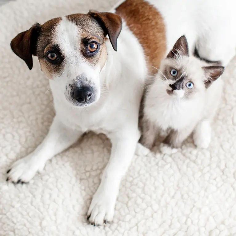 Hund und Katze sind beste Freunde