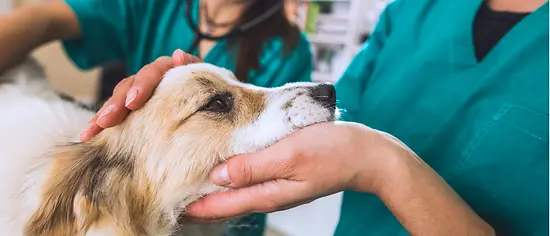 Tierarztbesuch