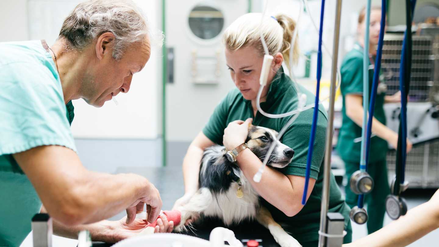 HundeOP Versicherung OP Versicherung für Ihren Hund