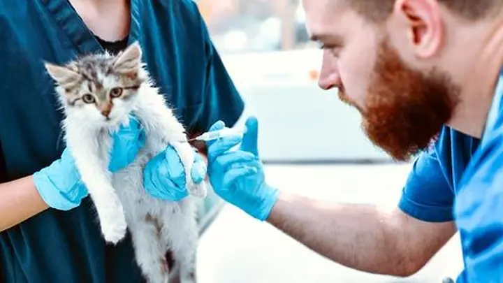 Tierarztkosten für Katzen Operationen