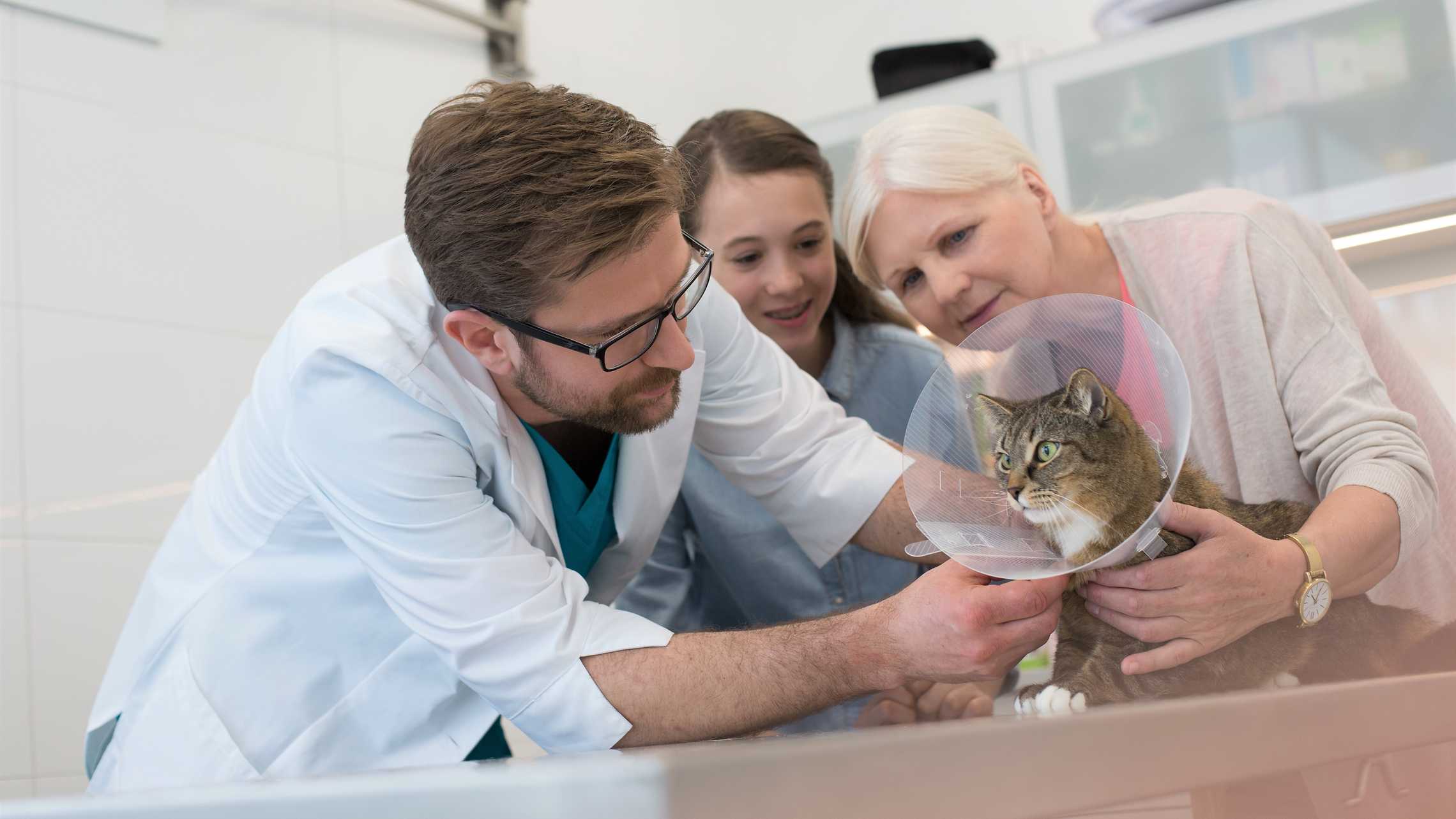 Tierarztkosten für eine Katze - Hinweise und Tipps