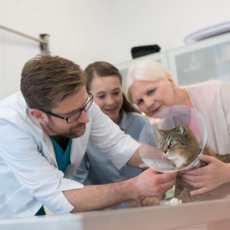 Tierarztkosten Katzen - Katze beim Tierarzt