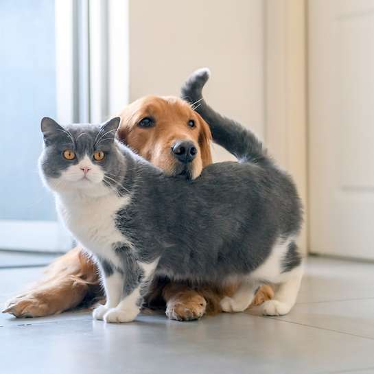 Tierversicherung