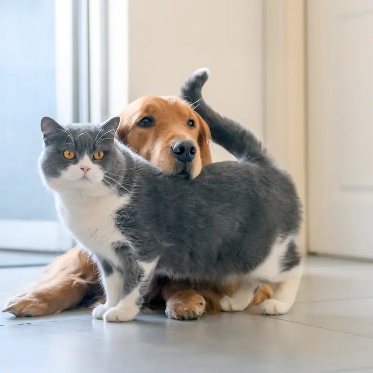 Tierversicherung