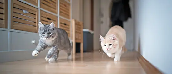 Katzenversicherung für 2 Katzen, die durch eine Wohnung toben